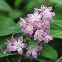 deutzia tourbillon rouge large plant 2 deutzia plants in 35 litre pots