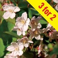 Deutzia Rosea Pink Pom Pom 3 Plants 3 Litre