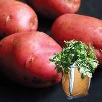 Desiree Seed Potatoes (2kg) plus 4 planters