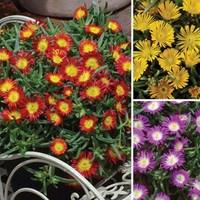 Delosperma Wheels of Wonder Collection 6 Jumbo Plants