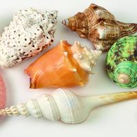 Decorative Shells Pack