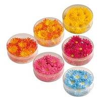 Decorative Daisies - 6 Colours