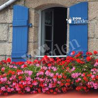 Decora Balcony Trailing Geranium...