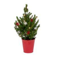 Decorated Small Real Christmas Tree