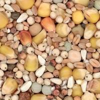 De Scheemaecker Natural Young and Small Pigeon Maize 20kg