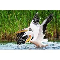 Discover Wildlife from Danube Delta in a One Day Private Tour from Bucharest