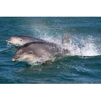 Dingle and Fungie Dolphin Boat Tour from Killarney