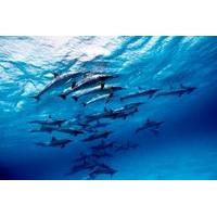 discover red sea wild dolphin habitat snorkeling trip from marsa alam