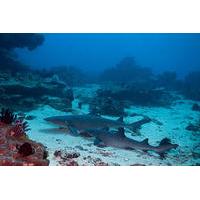 Dive with Sharks in Padangbai