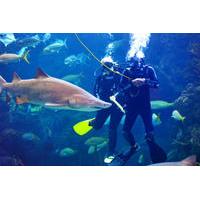 Dive with the Sharks at The Florida Aquarium in Tampa Bay