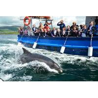 Dingle Dolphin Boat tour