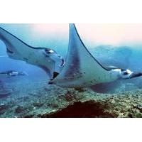 Diving with Manta Rays for Certified Divers at Padangbai Beach