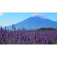 Discover Japan