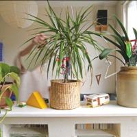 DIY Thirsty Plant Kit