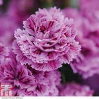 Dianthus \'Dynasty Mixed\' - 48 dianthus plug plants