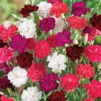 Dianthus \'Ever-blooming Mixed\' (Hardy) - 6 dianthus plug plants
