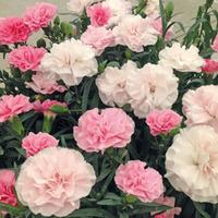 dianthus yesterday today tomorrow 5 dianthus pencil plug plants