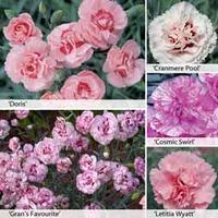 Dianthus \'Perfumed Pinks\' Collection - 20 dianthus postiplug plants