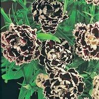 Dianthus chinensis heddewigii \'Black And White Minstrels\' - 1 packet (30 dianthus seeds)