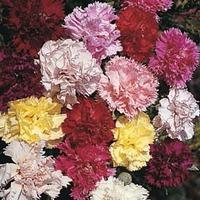 Dianthus caryophyllus \'Giant Chabaud Mixed\' - 1 packet (200 dianthus seeds)