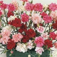 Dianthus plumarius \'Sonata\' - 1 packet (30 dianthus seeds)