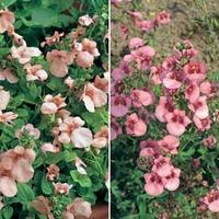 diascia collection 2 packets 1 of each variety 180 diascia seeds in to ...