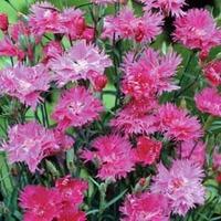 Dianthus \'Elegance Lavender\' F1 Hybrid - 1 packet (25 dianthus seeds)