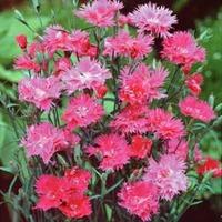Dianthus \'Elegance Pink\' F1 Hybrid - 1 packet (25 dianthus seeds)