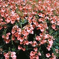 diascia barberae apricot queen 1 packet 80 diascia seeds