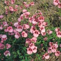 Diascia barberae \'Rose Queen\' - 1 packet (100 diascia seeds)