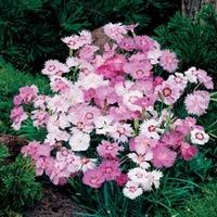 Dianthus plumarius \'Sweetness Mixed\' - 1 packet (50 dianthus seeds)