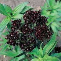 Dianthus barbatus nigrescens \'Sooty\' - 1 packet (75 dianthus seeds)