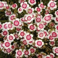 dianthus deltoides arctic fire 1 packet 80 dianthus seeds