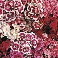 dianthus barbatus indian carpet mixed 1 packet 400 dianthus seeds