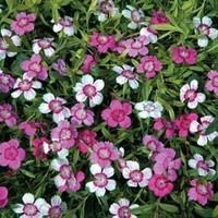 Dianthus deltoides \'Micro Chips\' - 1 packet (80 dianthus seeds)