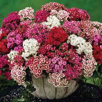 Dianthus barbatus \'Mixed\' - 72 dianthus plug plants