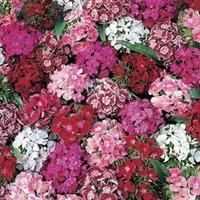 dianthus barbatus summer sundae 1 packet 30 dianthus seeds