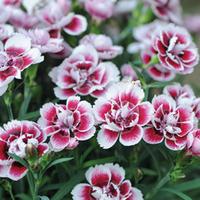 Dianthus \'Odessa Amy\' - 5 dianthus pencil plug plants