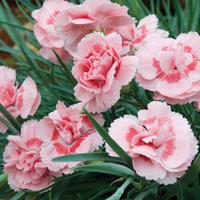 Dianthus \'Doris\' - 5 dianthus Postiplug plants