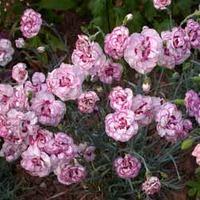 Dianthus \'Gran\'s Favourite\' - 5 dianthus Postiplug plants