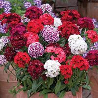 Dianthus barbatus \'Sweet\' - 48 dianthus plug plants