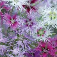 dianthus rainbow loveliness improved mixed 1 packet 30 dianthus seeds