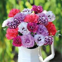 Dianthus \'Scents of Summer Collection\' - 20 dianthus Postiplug plants