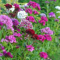 Dianthus barbatus \'Mixed\' (Garden Ready) - 30 dianthus garden ready plants