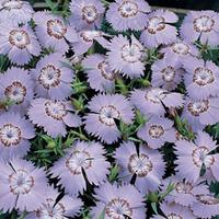 Dianthus amurensis \'Siberian Blues\' - 1 packet (100 dianthus seeds)