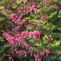 Dicentra spectablis (Large Plant...