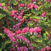 Dicentra spectablis (Large Plant...