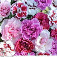 Dianthus Plant Lucky Dip - 1 dianthus lucky dip