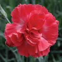 Dianthus \'Diane\' (Large Plant) - 2 x 12cm potted dianthus plants