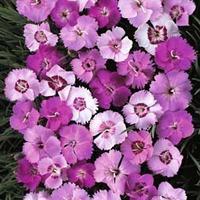 Dianthus plumarius \'Ipswich Pinks Mixed\' - 1 packet (75 dianthus seeds)